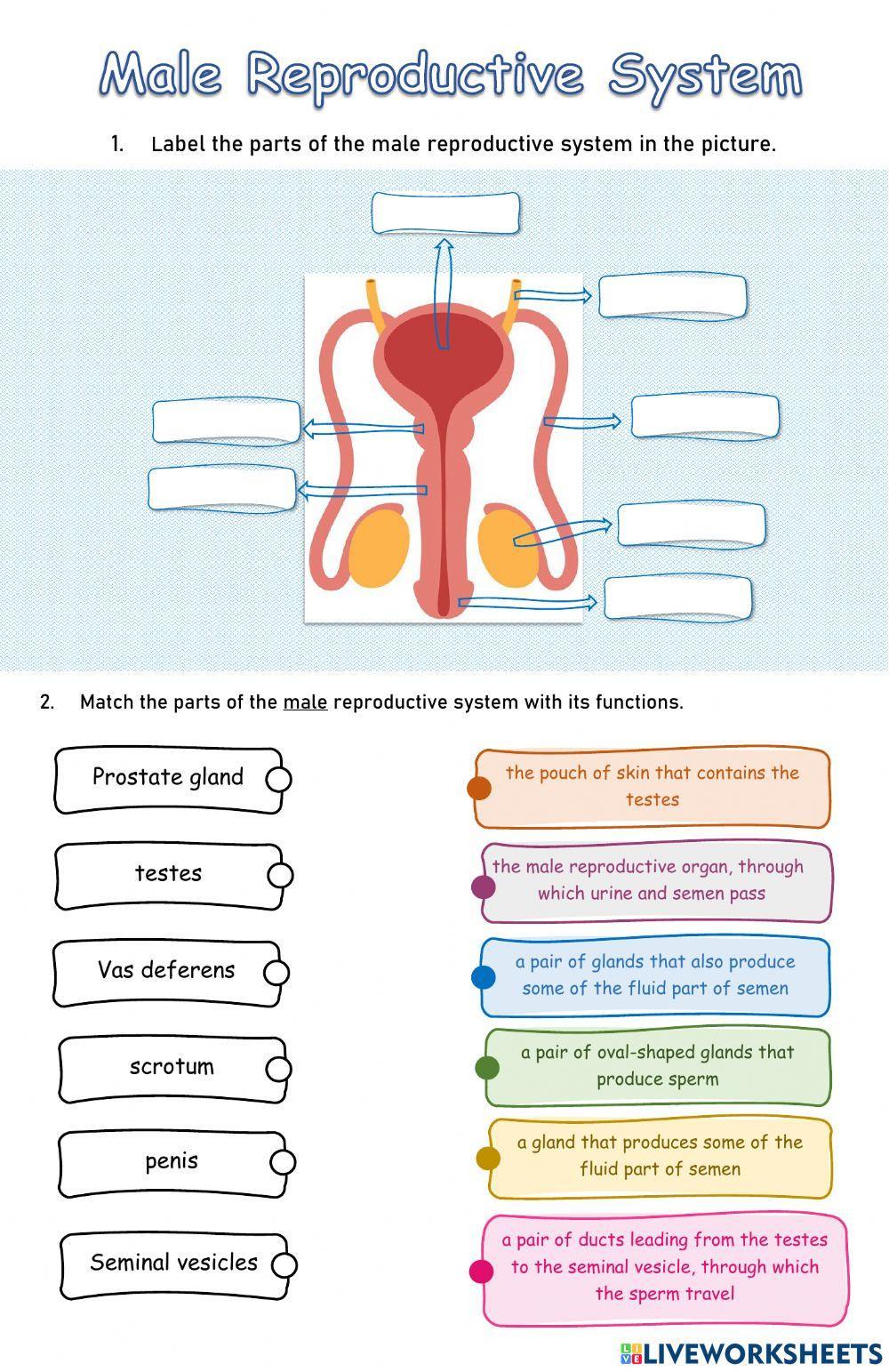 Female Reproductive System Label Parts