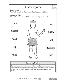 Human Body Worksheets