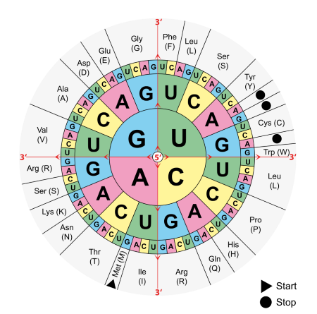 14 - DNA Structure Worksheet | PDF
