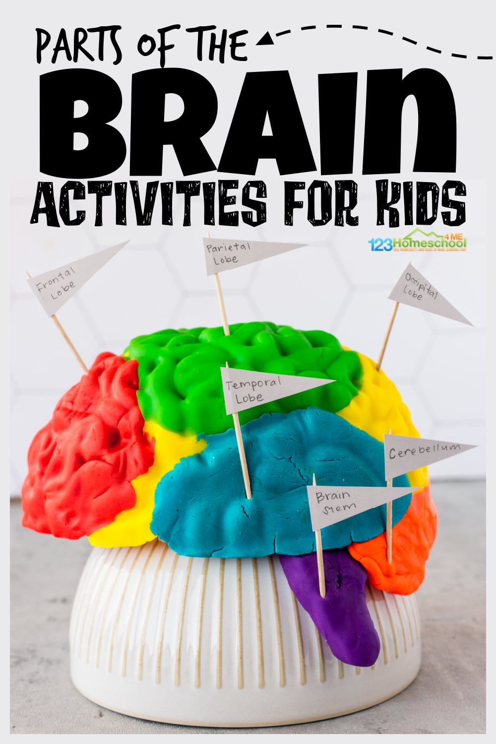 Brain Facts Worksheets Function Development For Kids Worksheets