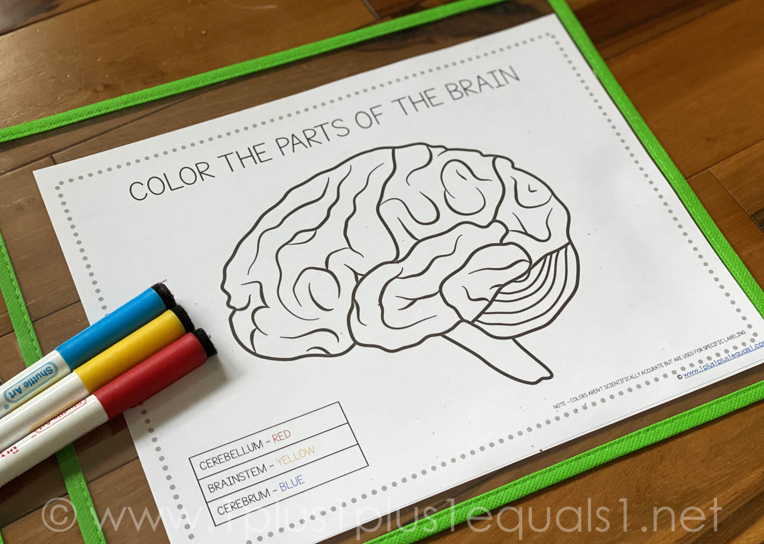 Human Brain Worksheets Superstar Worksheets Worksheets Library
