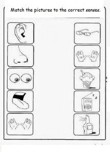 5 senses worksheets for preschoolers