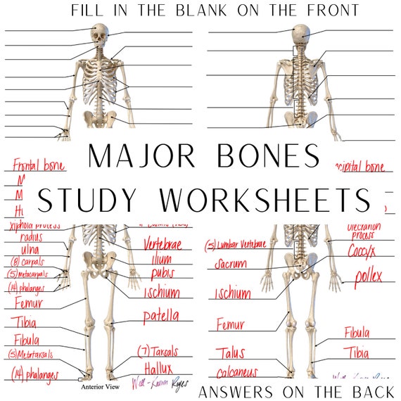 anatomy and physiology worksheets