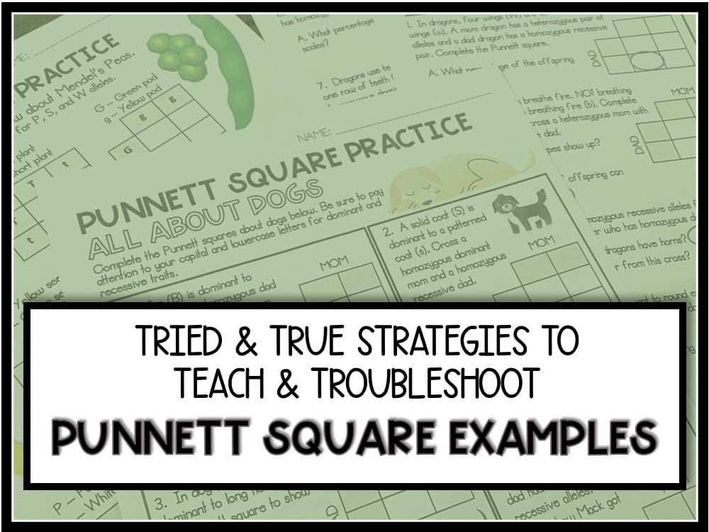 punnett squares worksheets with answers