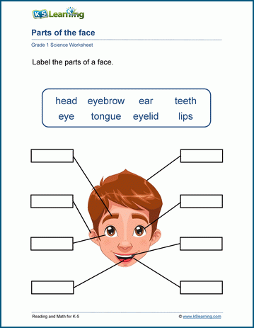 Our Body Worksheets | Worsheets library