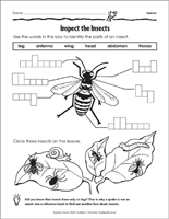 1st grade science worksheet pdf
