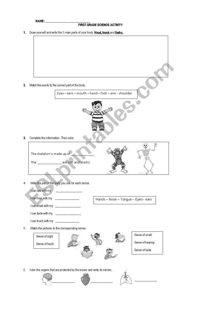 FIRST GRADE SCIENCE WORKSHEET - ESL worksheet by anpamaji