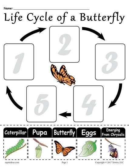 2nd grade science worksheet free printables