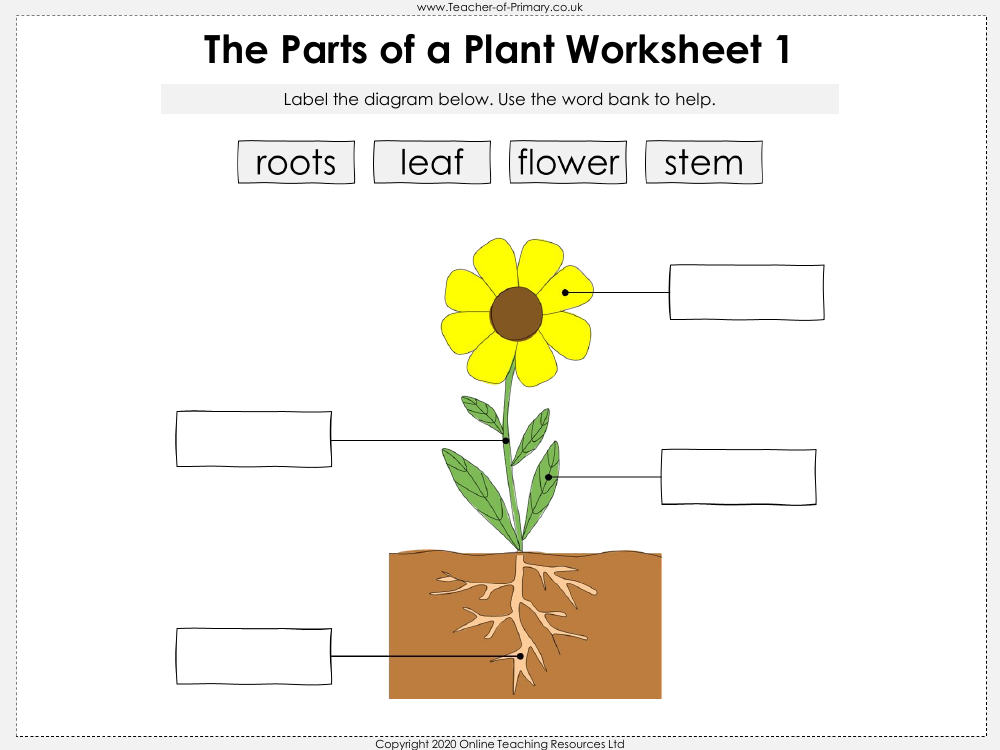 2nd grade science worksheet plants