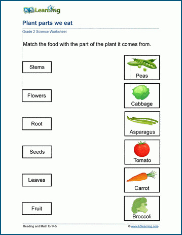 2nd grade science worksheet plants