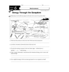 Energy Through the Ecosystem Worksheet for 3rd - 8th Grade ...