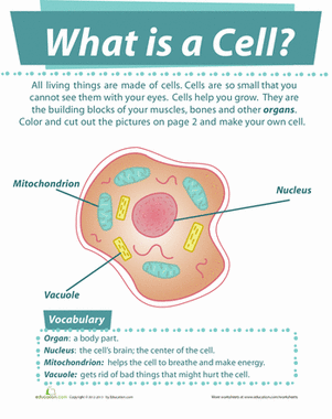What is a Cell? | Worksheet 
