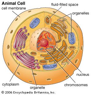 cell - Kids | Britannica Kids | Homework Help