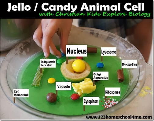 Edible Jello Cell Model Project for Kids Story - 123 Homeschool 4 Me