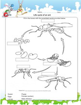 Year 3 Science worksheets pdf free