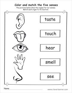5 senses kindergarten worksheet