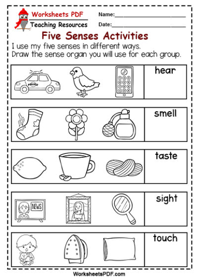 5 senses worksheet for preschool