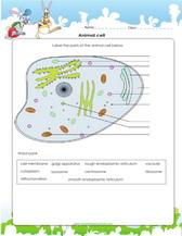 5th grade cell worksheet