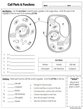 Life Science Worksheets by Teach in the Peach worksheets library