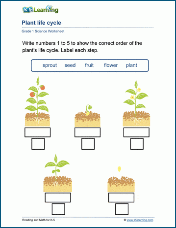 5th grade science worksheet with answer key