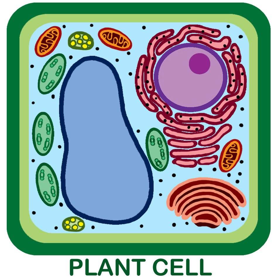 6th grade science cells worksheet