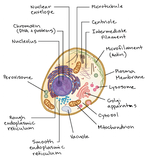 Plant vs animal cells review (article) | Khan Academy