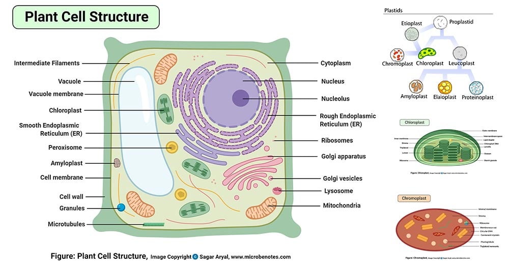Plant Cell: Structure, Parts, Functions, Labeled Diagram