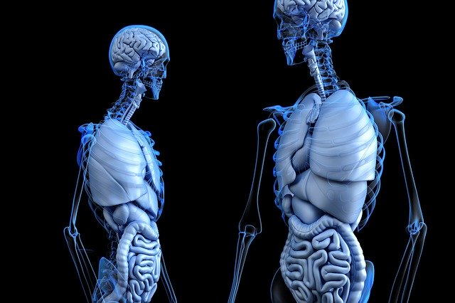 Body Systems - Grade 7 Science - LibGuides at American ...