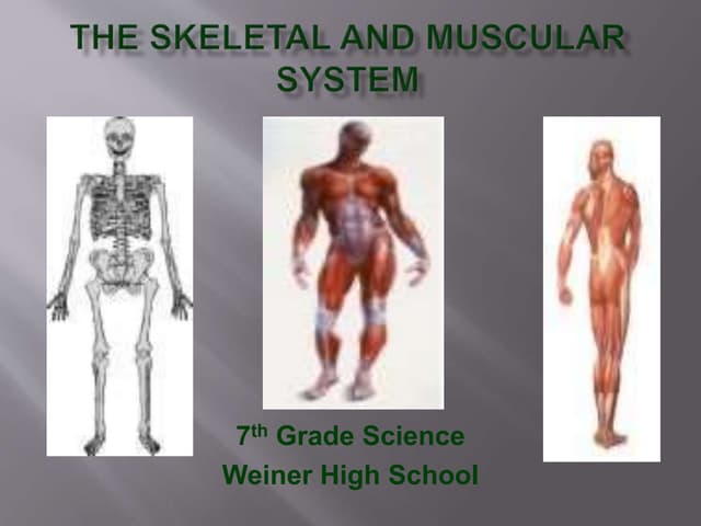 Skeletal System | Functions, Organs &  Diseases Video