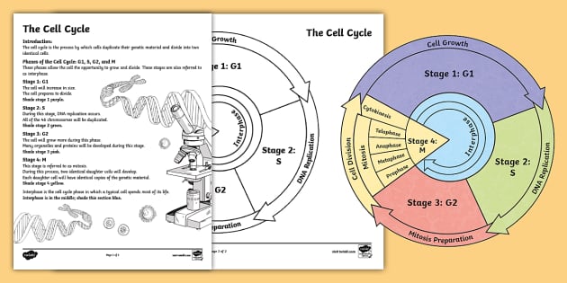 The Cell Cycle Coloring Worksheet | Twinkl USA - Twinkl