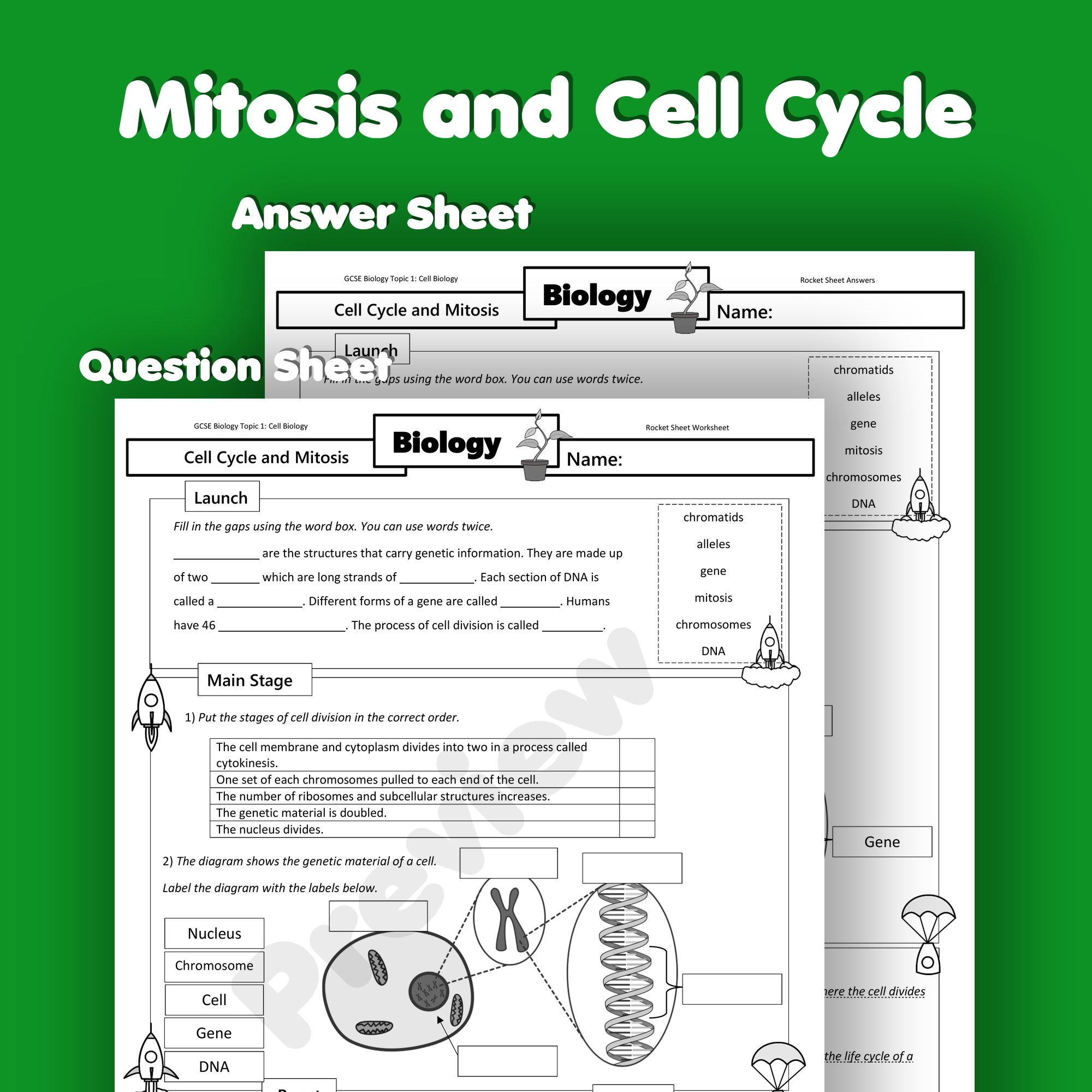 Mitosis and the Cell Cycle Home Learning Worksheet GCSE