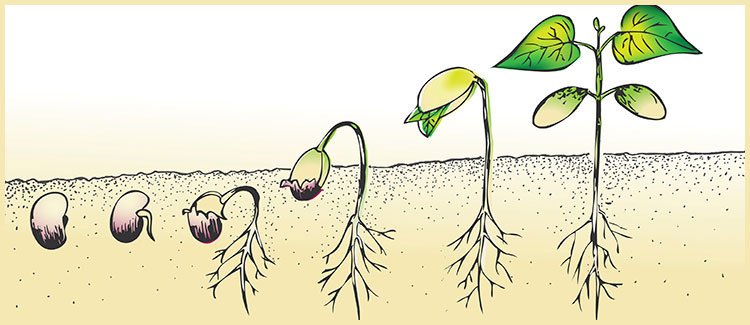 8th grade science worksheet plants
