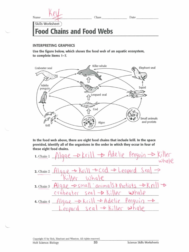 a food web worksheet answers