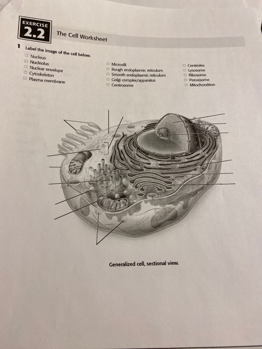a view of the cell worksheet answers