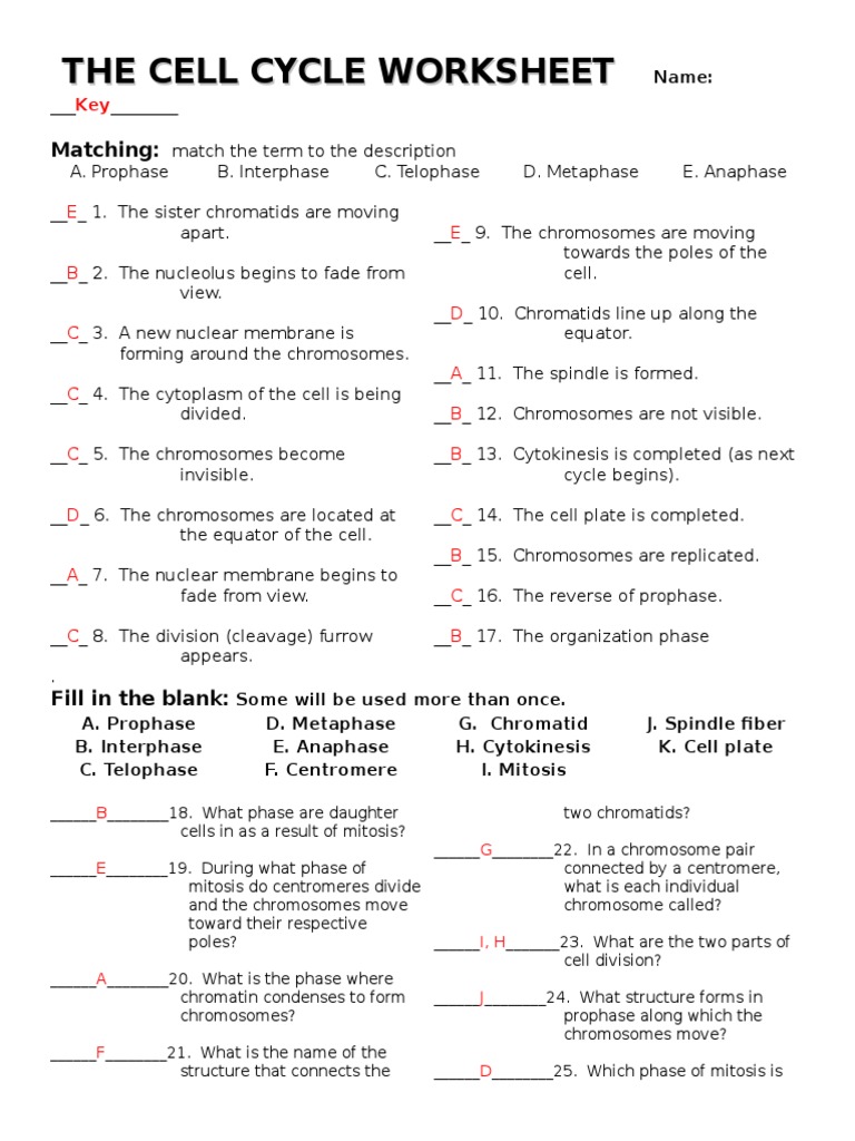 a view of the cell worksheet answers