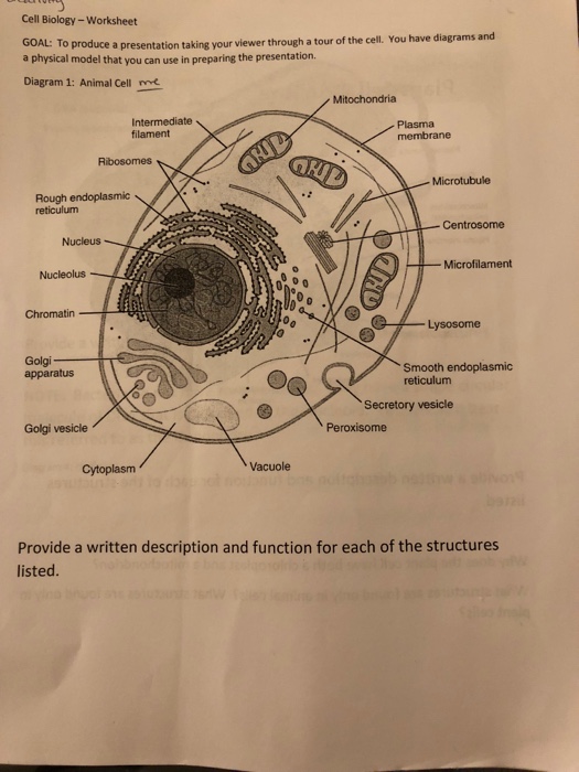 a view of the cell worksheet answers