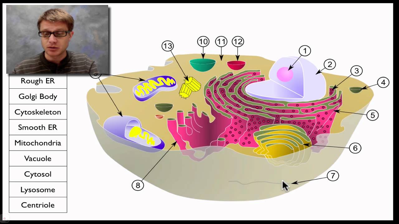A Tour of the Cell
