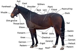 Horse - Wikipedia