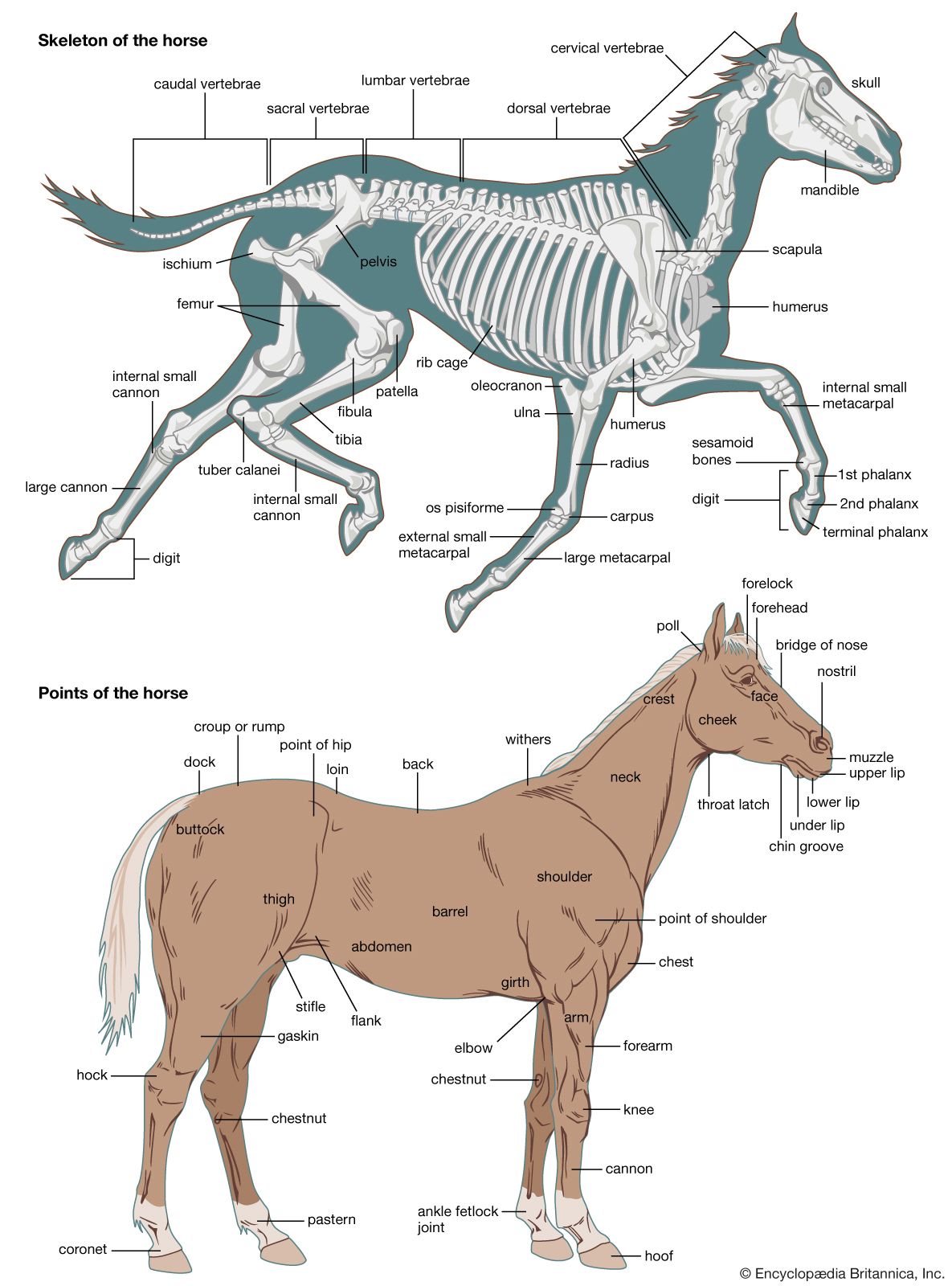 Horse | Definition, Breeds, Pictures, Evolution, &  Facts | Britannica