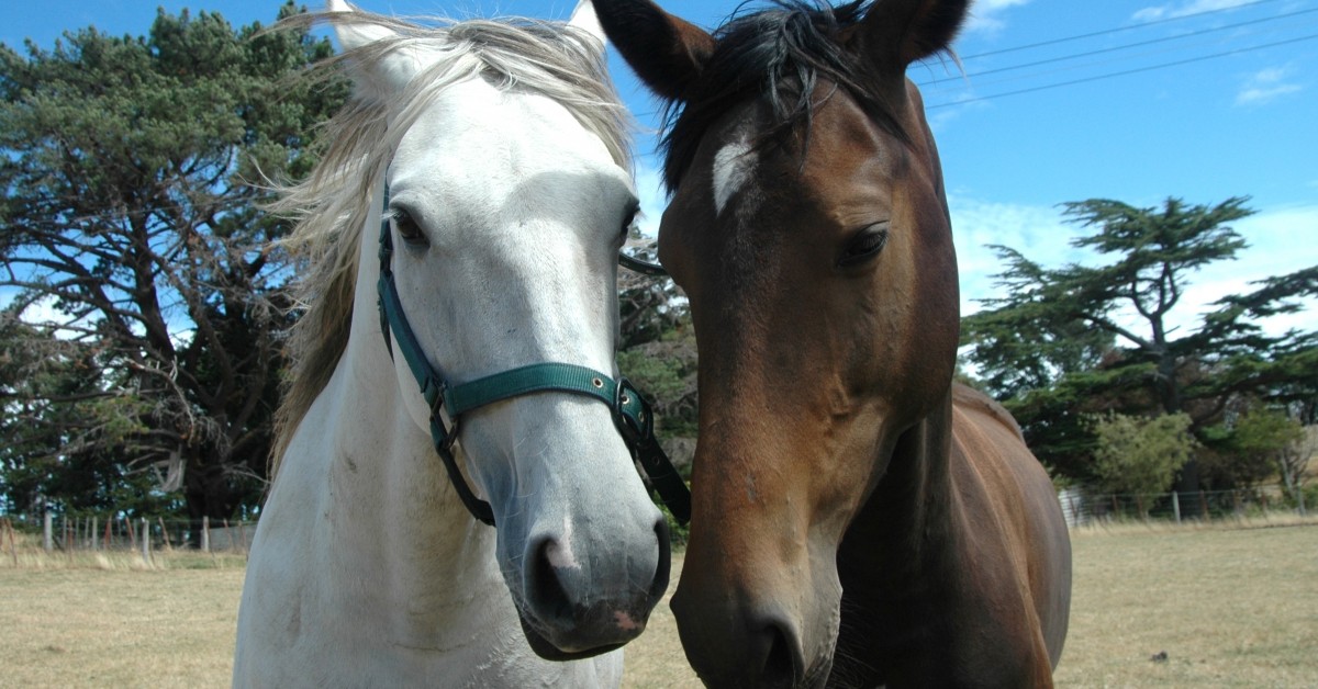 Horseback Riding Lessons: Ten Fun Facts About Horses