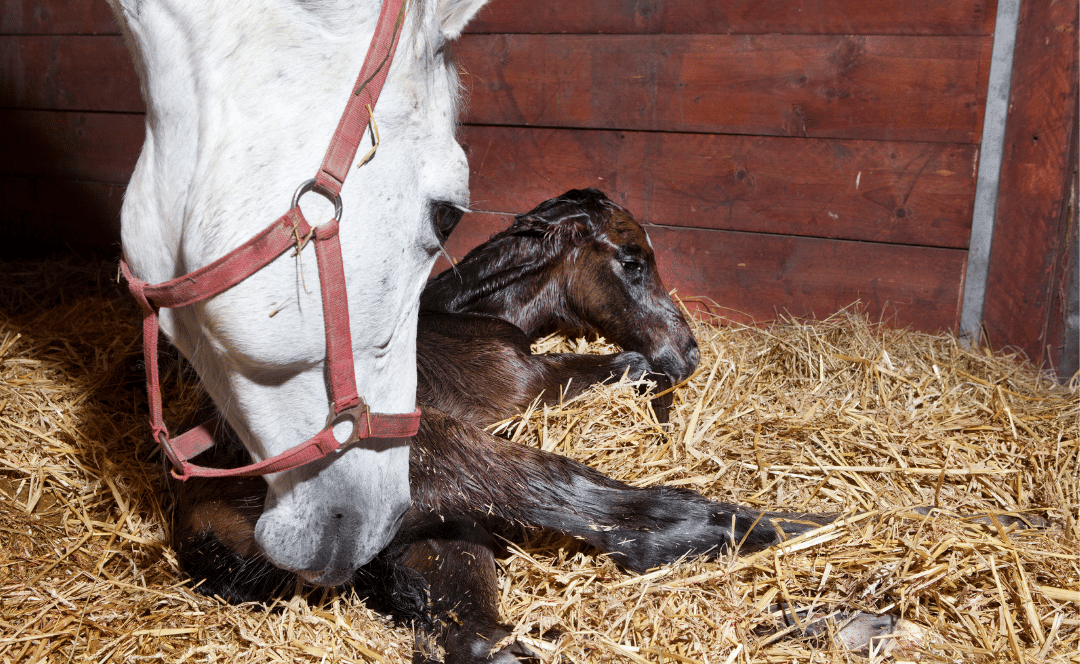 53 Most Random Horse Facts That Will Surprise You (2024)