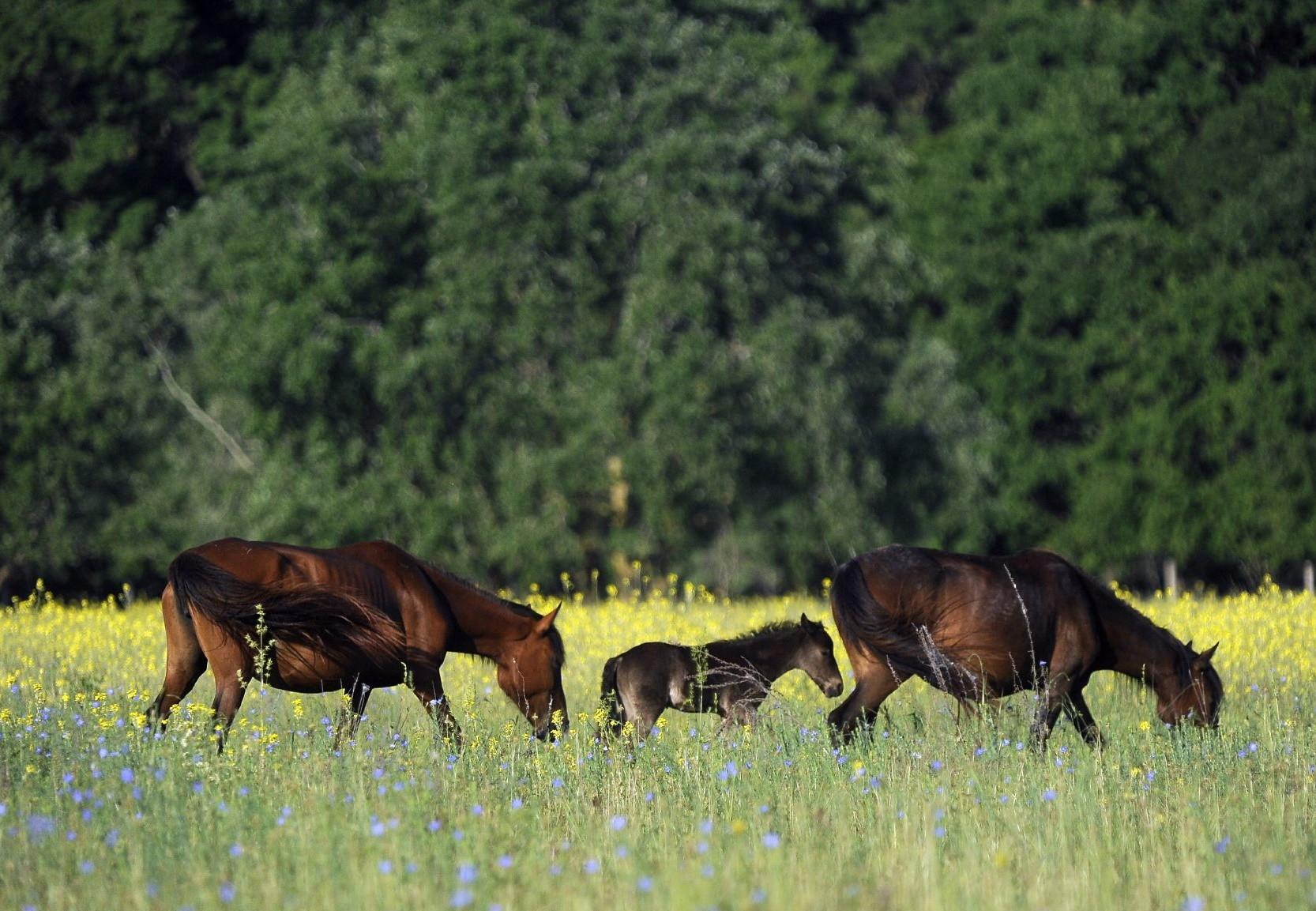 10 Facts about Horses - FOUR PAWS in US - Global Animal Protection ...