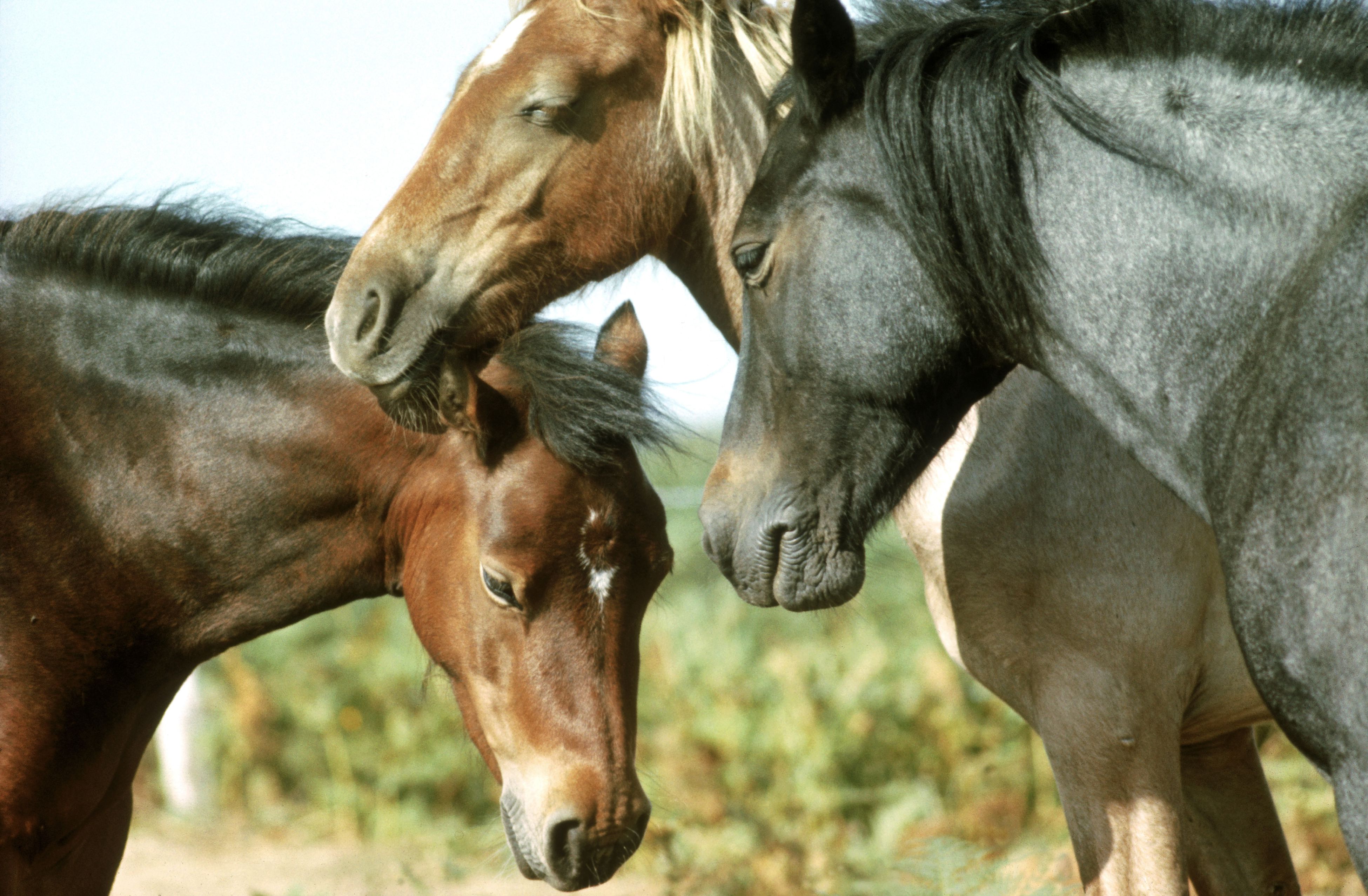 20 Fascinating Facts About Horses