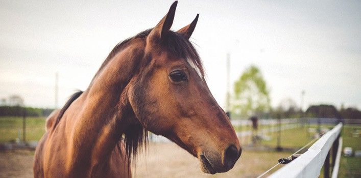 30 Interesting Facts About Horses - The Fact Site