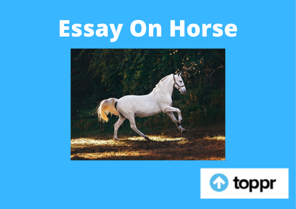 Essay On Horse for Students and Children | 500 Words Essay
