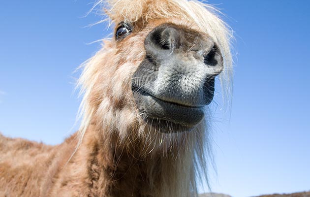 Horse facts: 29 fascinating facts and figures about horses | Horse ...