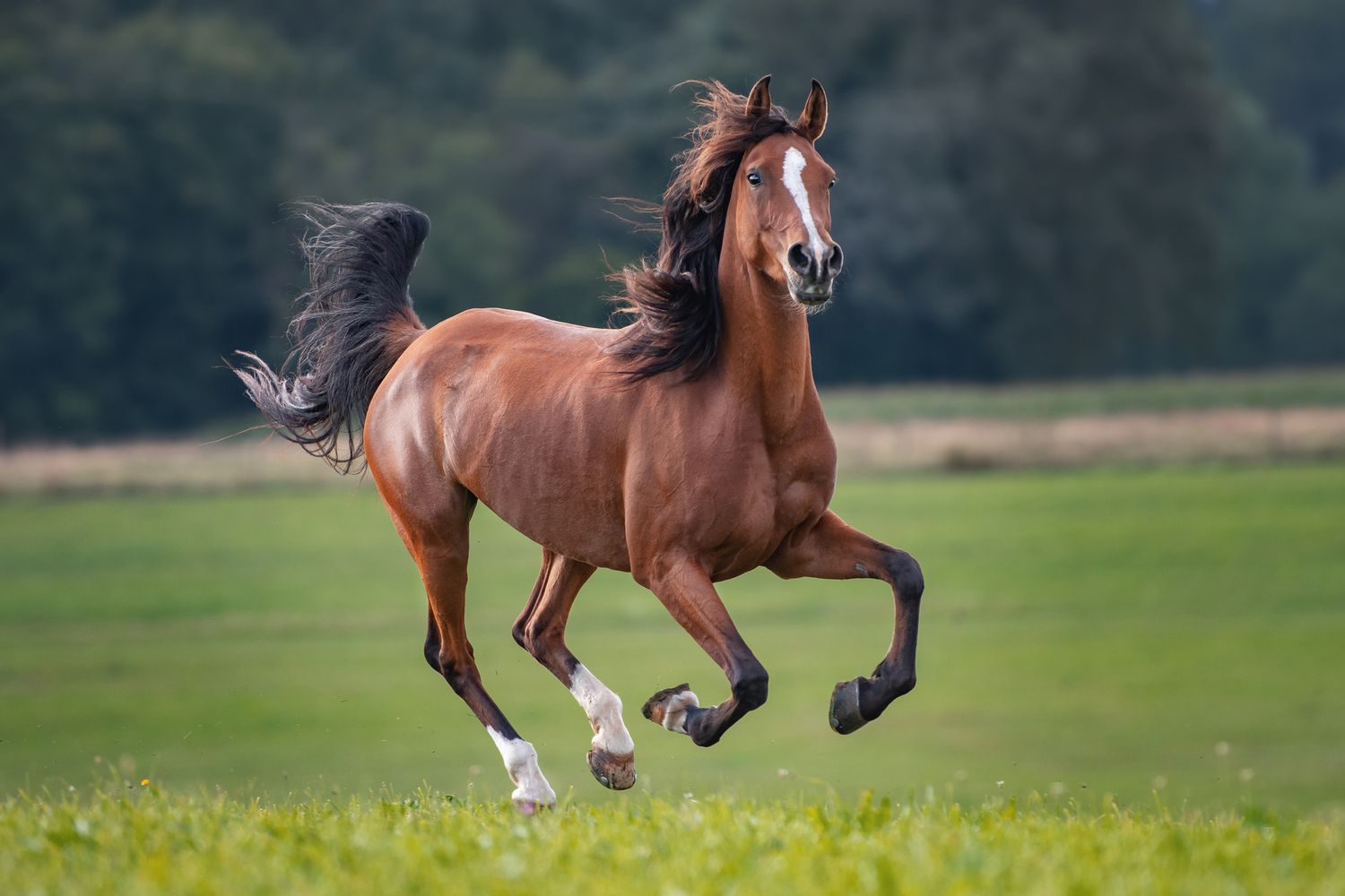 12 Astonishing Facts About Horses