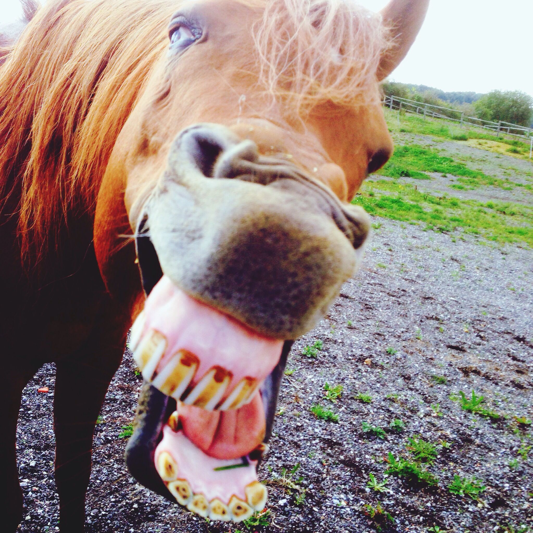 20 Fascinating Facts About Horses