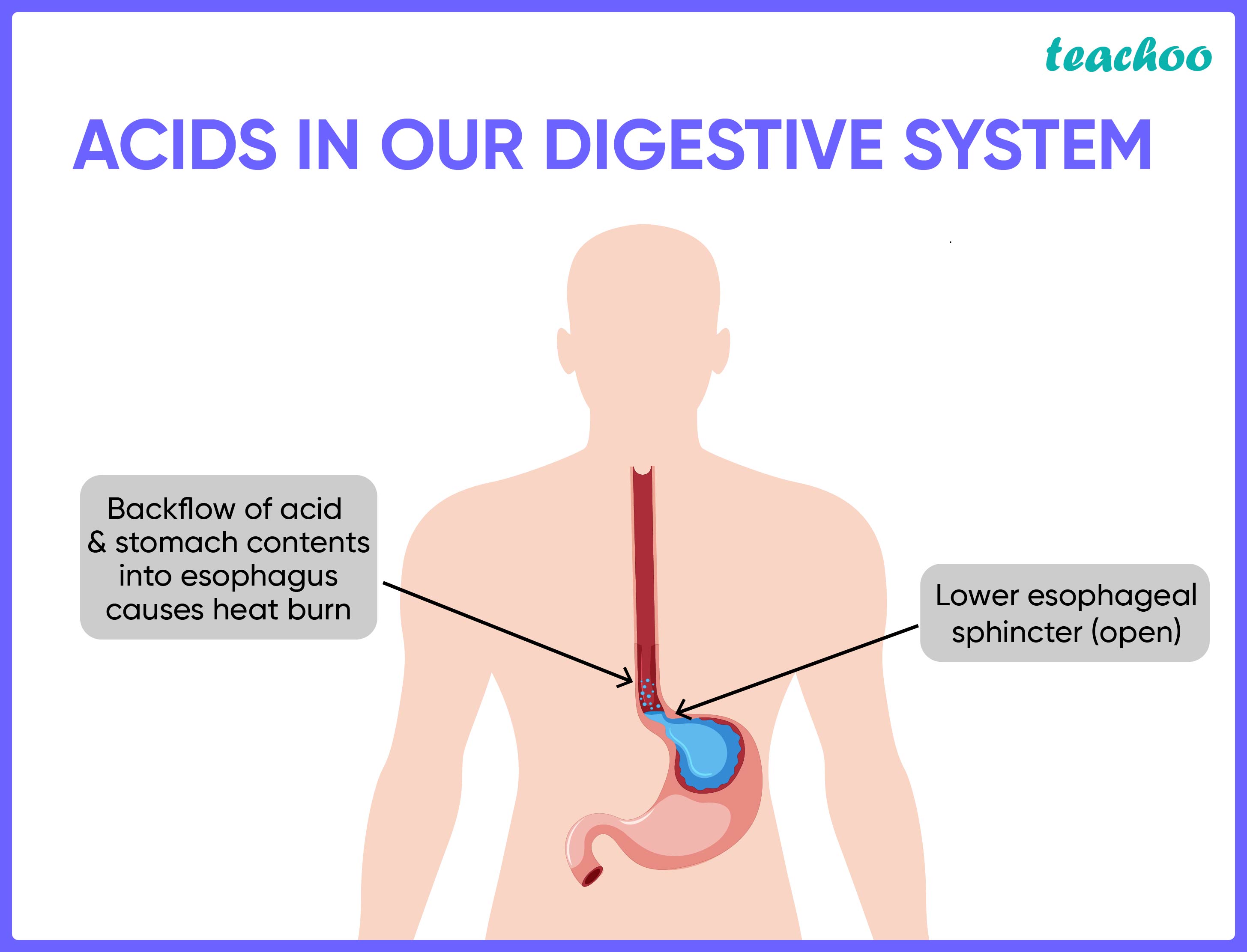 Acids, Bases and Salts used in Daily Life 7+ Examples Teachoo