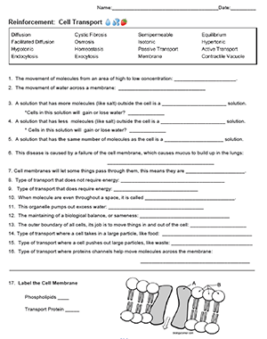 active transport worksheet answers